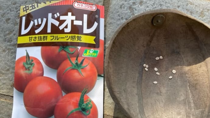 トマトを植え付けました(^^)/ (5月26日)