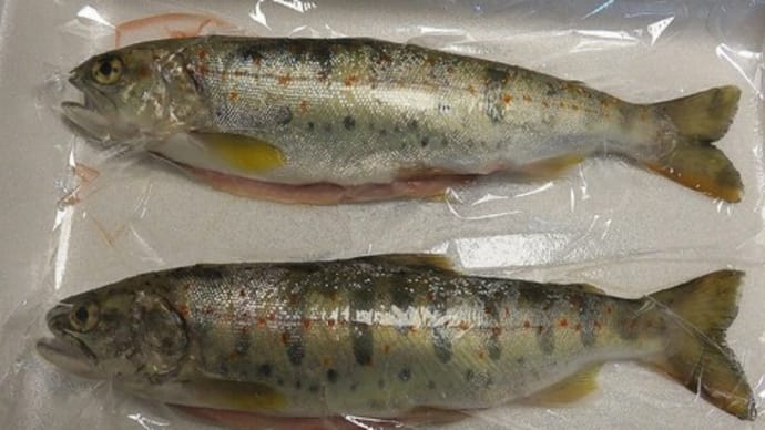 旬の魚、一番乗り♪