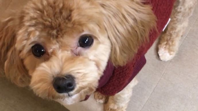 ようやく 愛犬達のトリミング完了✩.*˚