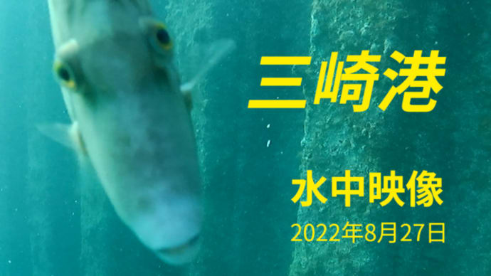 三崎港 水中映像(本編)