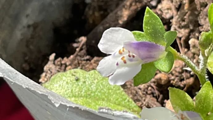 トキワハゼ 芝の世話 始動 Mar 2024