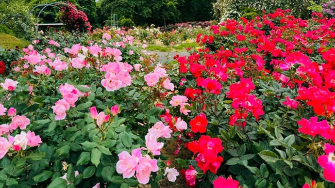 氷見あいやまガーデンで薔薇を満喫🌹