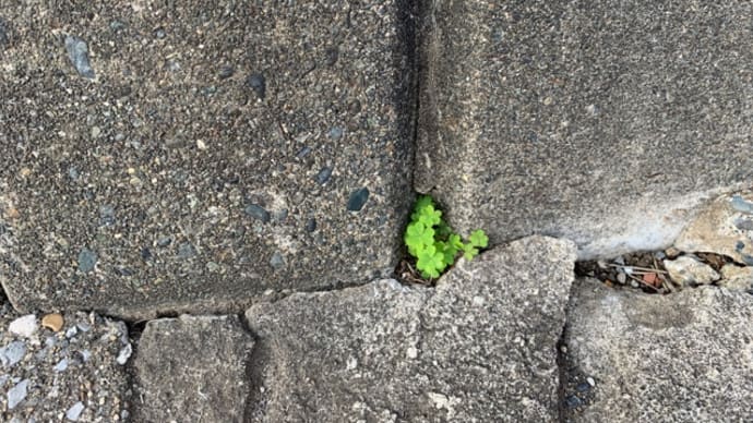 オサンポ walk - スキマ草Plant : カタバミは復活する The oxalis are coming back
