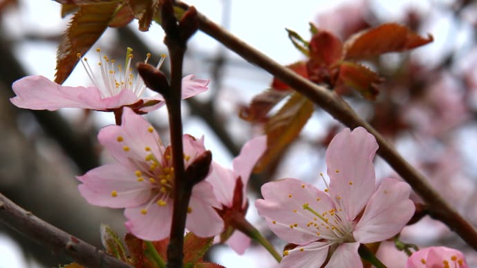 北海道の4月はまだまだ寒い、桜の開花はGWころ、一足先に写真で春の桜10-2