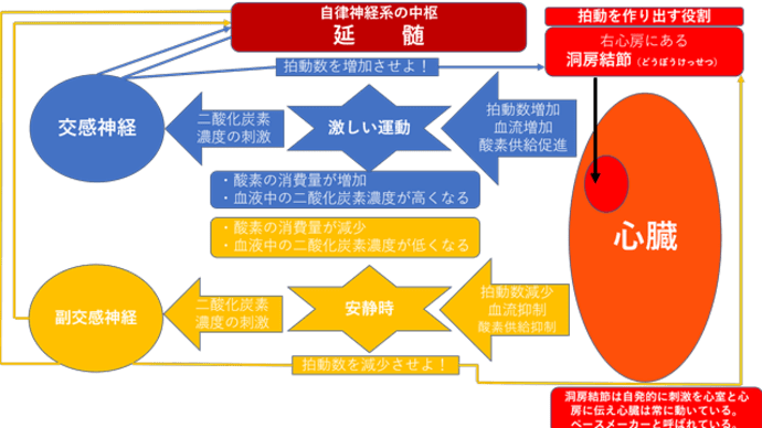 自律神経とは!ーpart3 心臓における自律神経系の調節機能