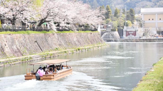 京都桜見物…その後びわ湖疏水船と蹴上インクライン