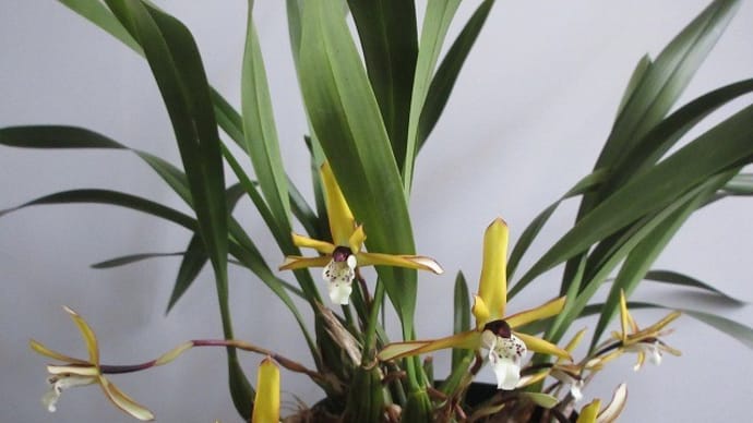 原種マキシラリアMaxillaria marginata