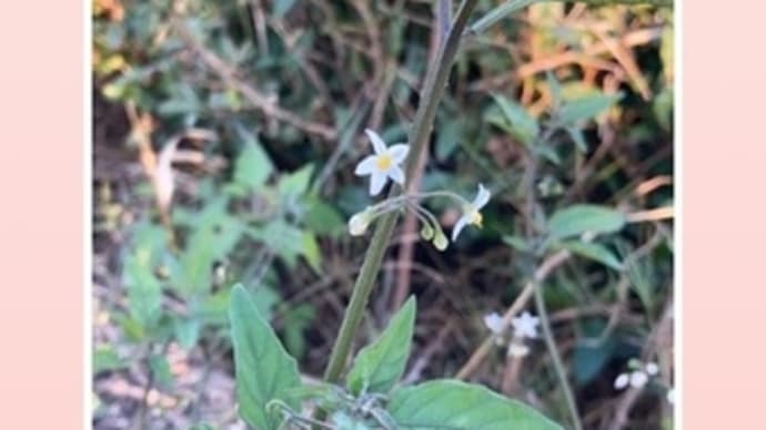 晩秋の野之花