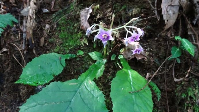 貴重な花は イワタバコの花