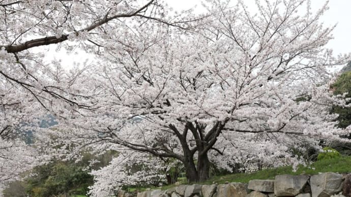 静けさが感動を生む優雅な桜が…！