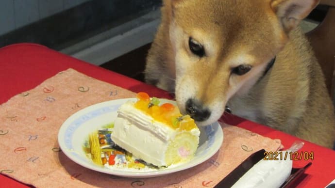 ２０２１．１２．４のわんちゃん(⁎⁍̴̆Ɛ⁍̴̆⁎)