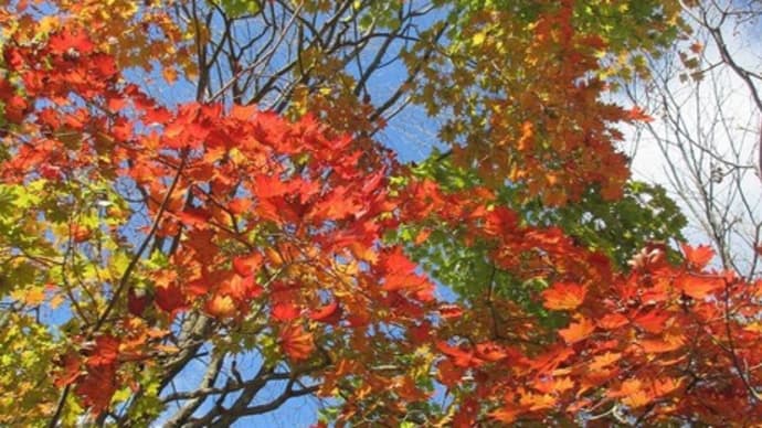 秋晴れと紅葉ウォーク