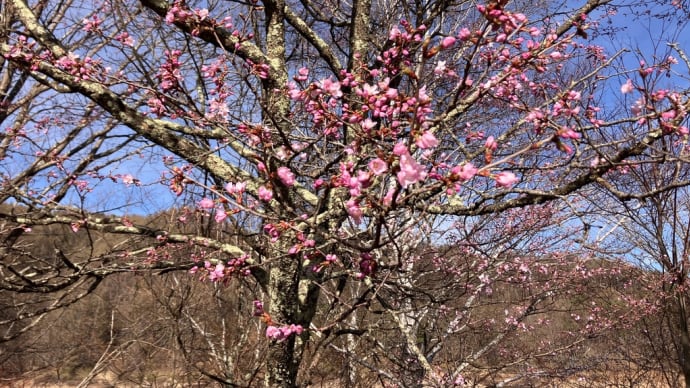 菅平ダム湖の桜