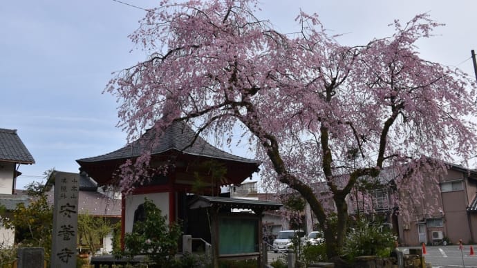 ソメイヨシノ狩り 福井県福井市山奥町 第39回ふくい桜まつり:足羽山公園(1)チャリで行ける、その前に安養寺の紅枝垂桜
