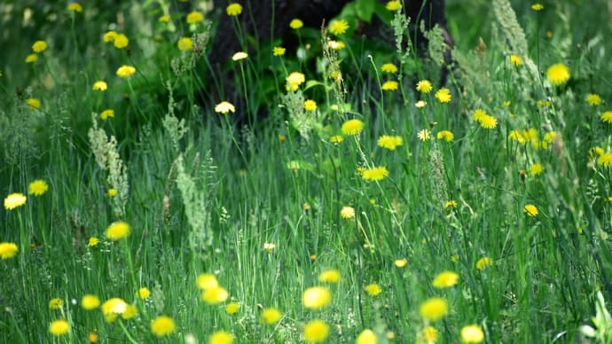 黄色い野花咲く5月の原っぱ。