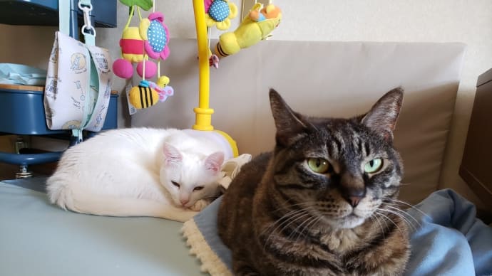 猫床