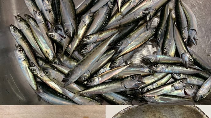 2025年5月11日【北条湾釣行】釣りたてのサバっ子(サバの稚魚)を食べる釣りのお供の茶トラ猫