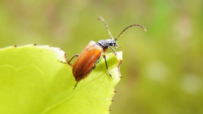 キバネニセハムシハナカミキリ Lemula decipiens ?:混迷の先に