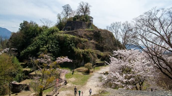 山城の風景 苗木城跡2024 桜