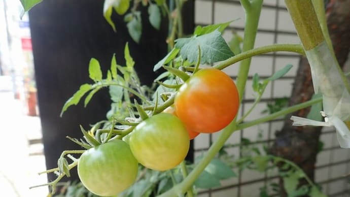 トマト栽培もそろそろ終わり。楽しい夏でした
