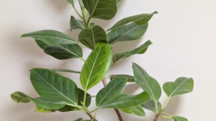 観葉植物　フィカス