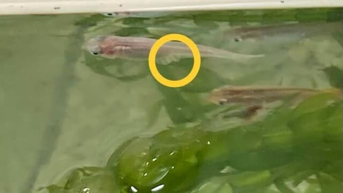 メダカの観察その後【福岡市社交ダンス教室・福岡市社交ダンススタジオ・薬院、柳橋、渡辺通・福岡のダンススクールライジングスター】