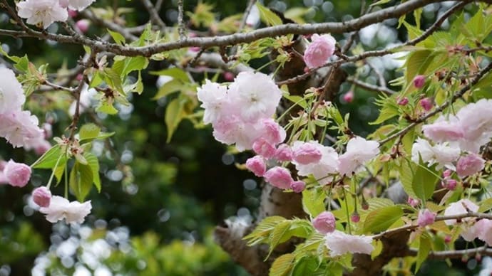 今年最後の桜ブログ