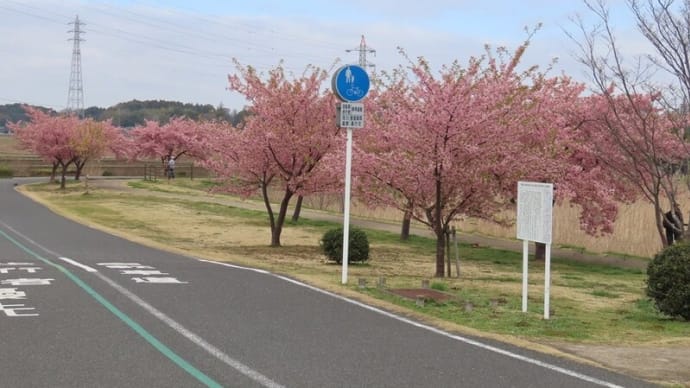 手賀沼 ひどり橋周辺の河津桜