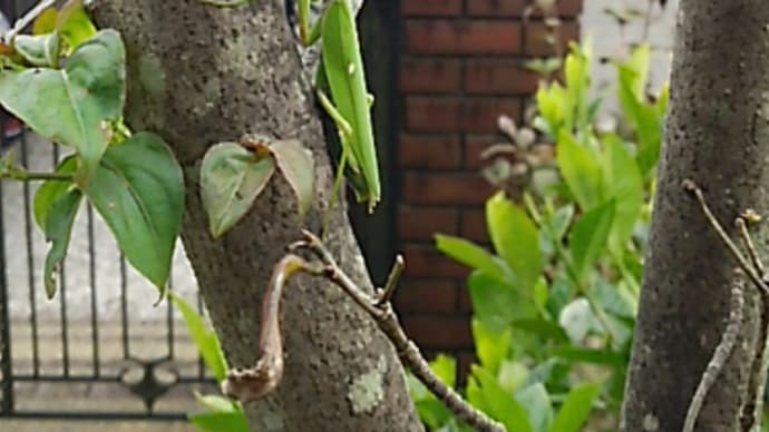 ラグビー部のカマキリ