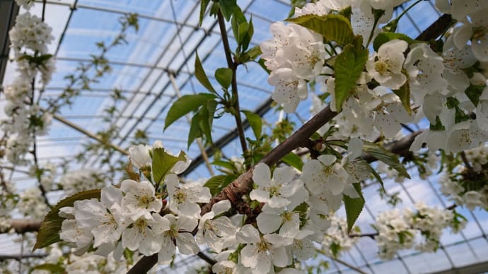 さくらんぼの花(温室)
