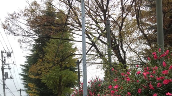 今日の散歩道 山茶花が満開