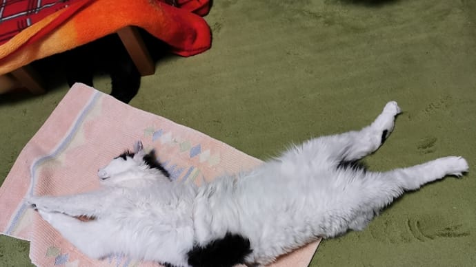 ふみもみタオル