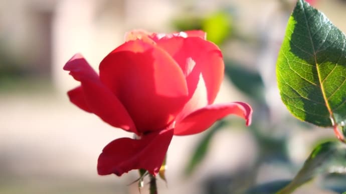 隣の薔薇苑 12月中旬