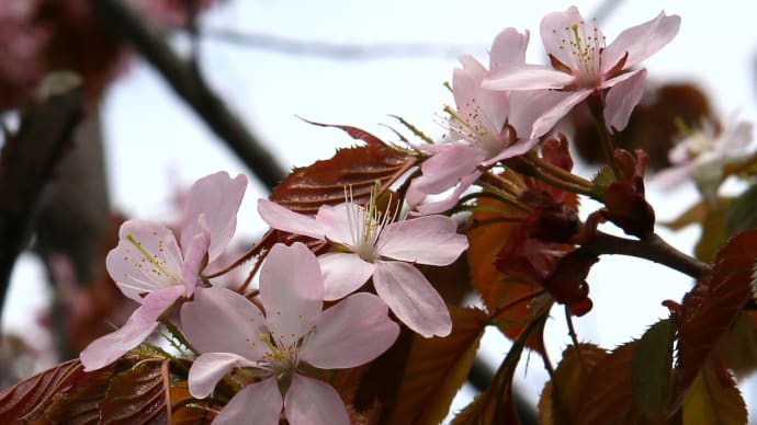 北海道の4月はまだまだ寒い、桜の開花はGWころ、一足先に写真で春の桜13-1