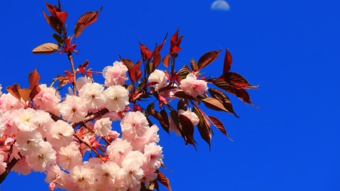 八重の桜と昼の月