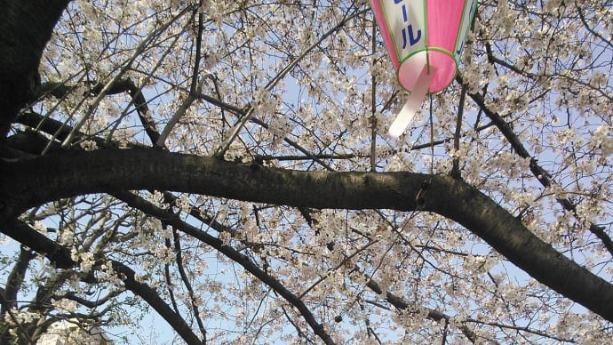 さくらさくら♪