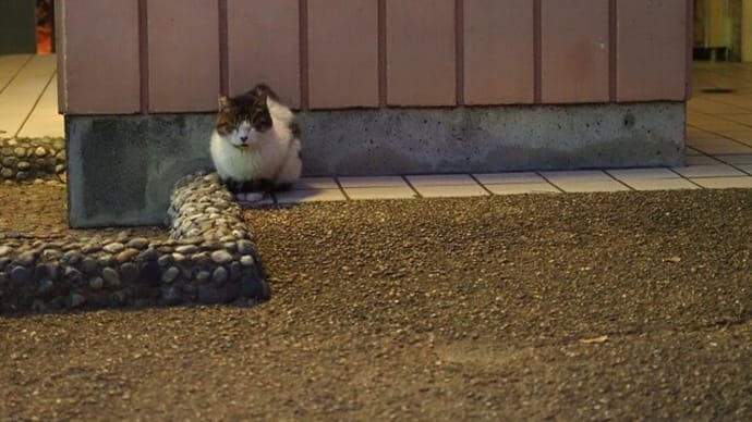 ◎本日の出会い