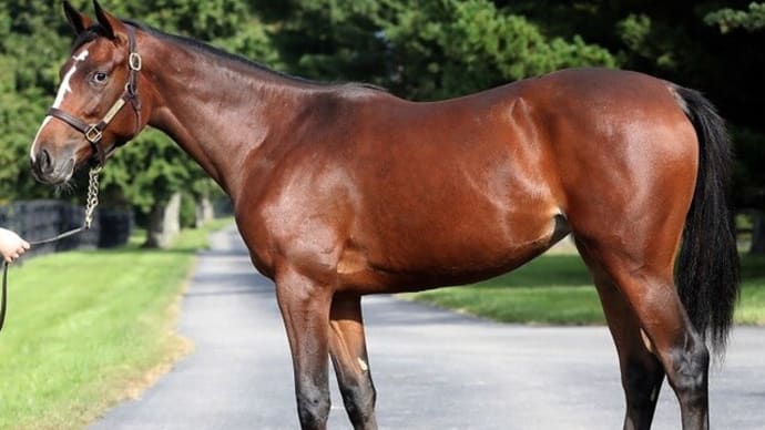 広尾TC・2021年秋追加募集馬 どうする?GemGem’20