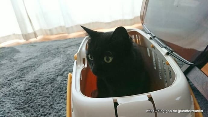 やっぱりモナ病院へ