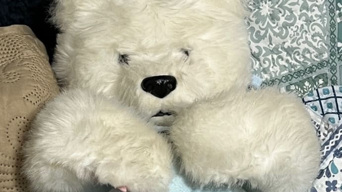 ゆめクマ 帰って来ました