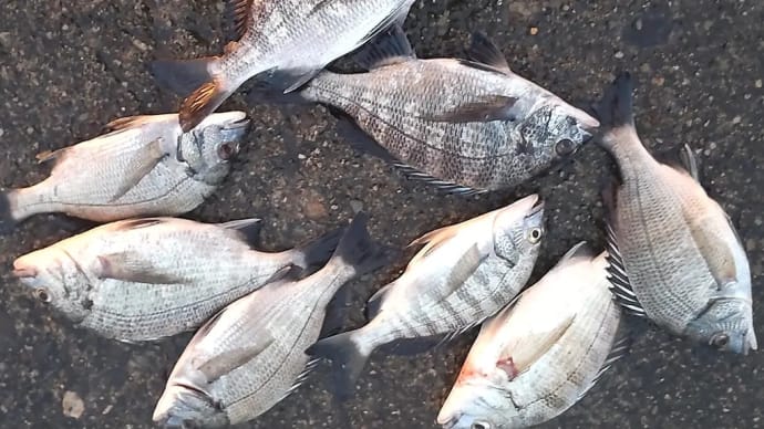 10/1はカウントダウン休(何の?)台風絡みで風吹く中、2,3歳が半々で8枚釣る