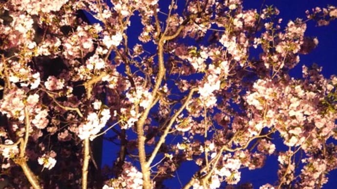 庭の桜が満開！ライトアップしてみました