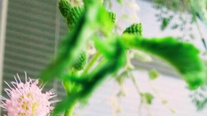 オジギソウの花