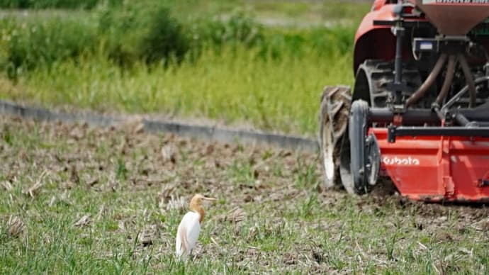田植えの始まる頃~アマサギ
