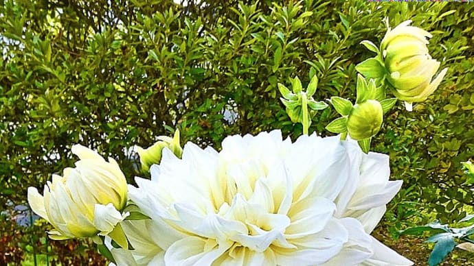 未開花のまま残っていた、インフォーマルデコラ咲き大輪「華銀盤」の花がようやく咲きました