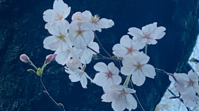 2023年春 東京散歩 ミックス桜🌸