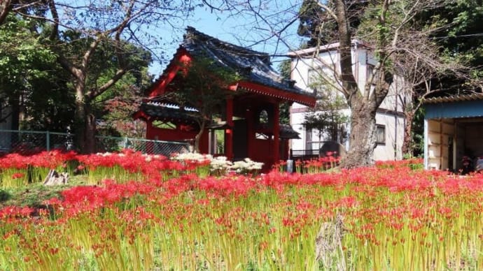 彼岸花の美しいお寺　柏 持法院の彼岸花