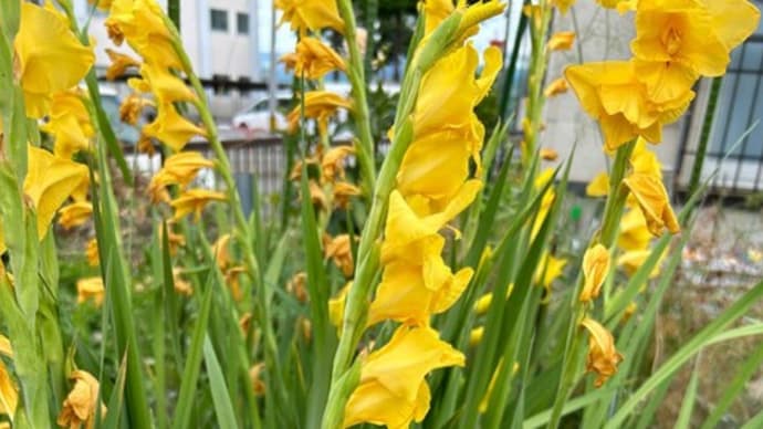 グラジオラスな夏