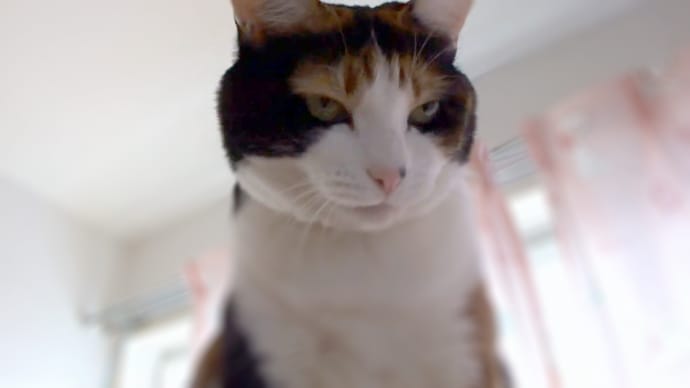 タワーのてっぺんにて。ユッケちゃん (=^^=)
