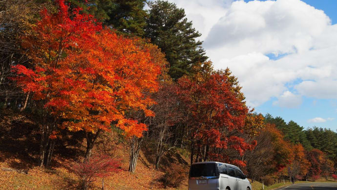 近場で紅葉狩りをいたしましょう